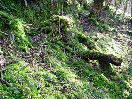 Fallen Branches